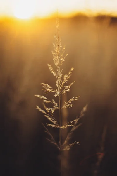 Piękna Trawa Świetle Zachodu Słońca Tle Jesiennego Pola Wsi Dzika — Zdjęcie stockowe