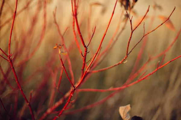 秋天的田野里 阳光灿烂 枝条红润 红色的枝条 玫瑰或柳树红色的枝条在秋天的草地在黄昏的阳光下 宁静的生活 — 图库照片