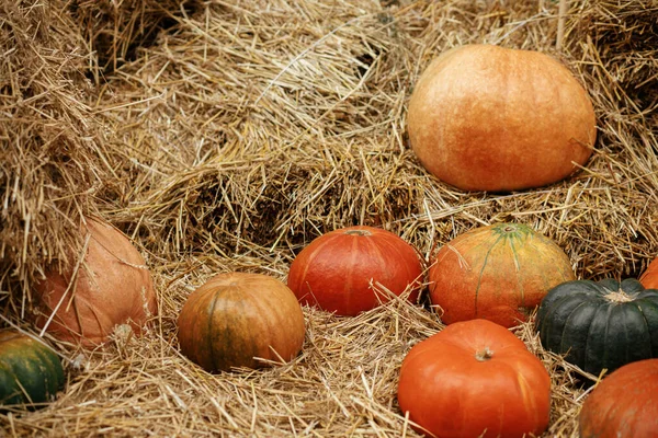 Pumpkins Pile Hay Stacks City Street Festive Holiday Rustic Decor — Stock Photo, Image