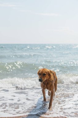 Evcil hayvanla yaz tatili. Deniz dalgalarında yürüyen şirin ıslak köpek. Sıcak bir günde denizde yüzen sevimli altın köpek. Tropikal adada tüylü bir arkadaşla yaz tatilinin tadını çıkarıyorum.