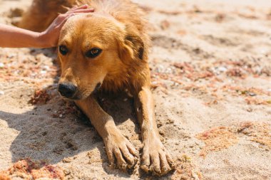 Denizde güneşli kumsalda güzel bir köpeği okşayan bir kadın. Yaklaş. Evcil hayvanla yaz tatili. Tropikal adada altın köpek dostumuzla rahatlıyor ve tatilin tadını çıkarıyoruz.