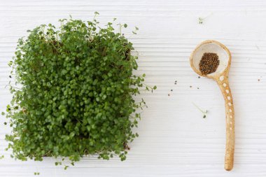 Evde mikroçim yetiştiriyorum. Taze roka lahanası ve beyaz ahşap tohumlu kaşık. Arugula filizi, mikro yeşil. Üst görünüm