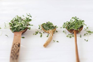 Beyaz ahşap arka planda taze mikroyeşil lahanalı kaşıklar. Arugula, fesleğen, keten, su teresi lahanası ahşap ve seramik kaşık üzerinde mikroyeşil. Evde mikro yeşiller yetişiyor..