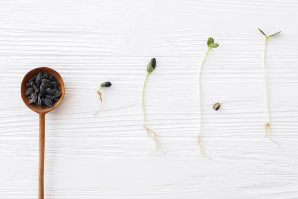 Ciclo Crescimento Plantas Colher Madeira Com Sementes Girassol Girassóis Brotos — Fotografia de Stock