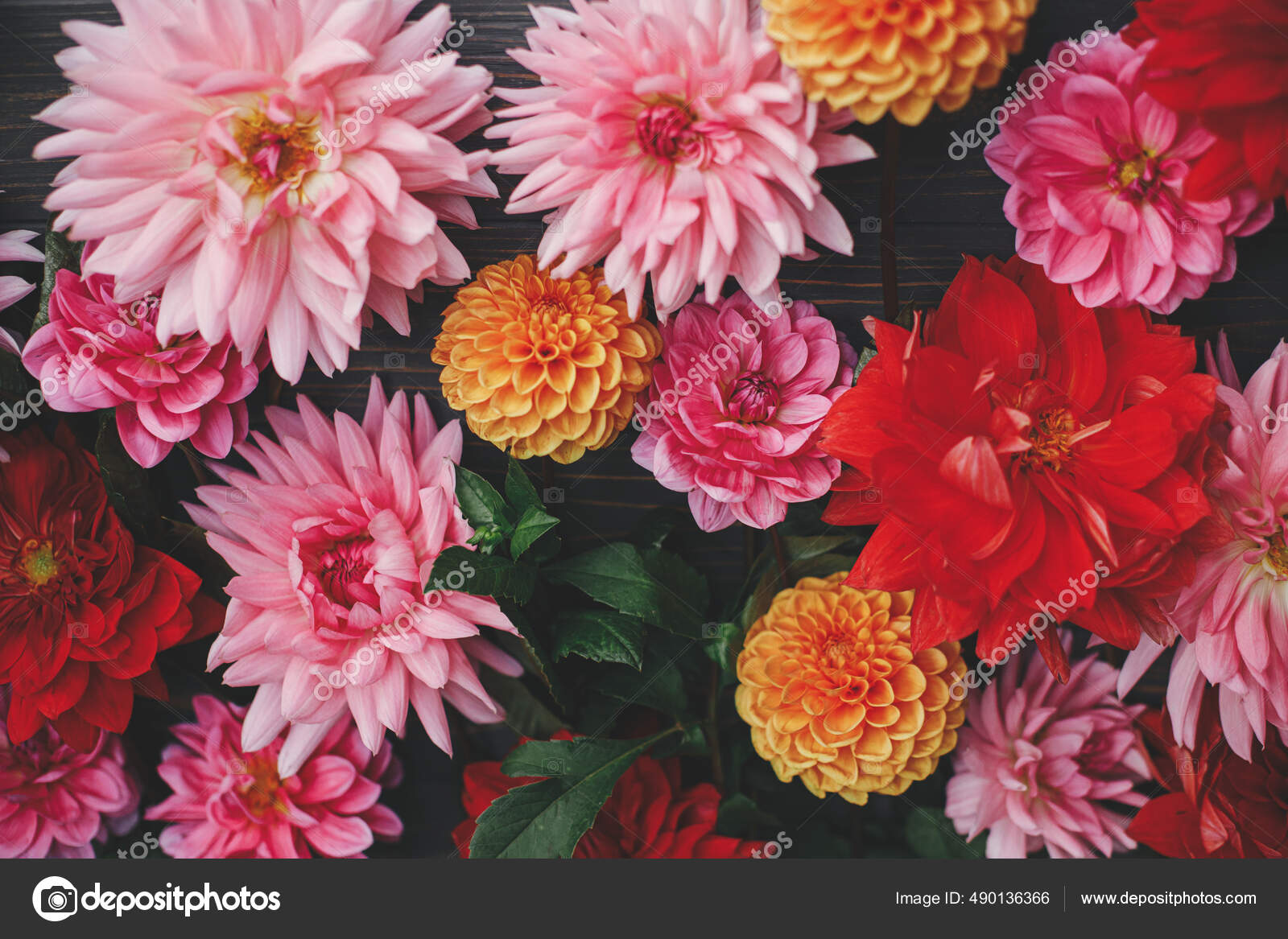 Dalias fotos de stock, imágenes de Dalias sin royalties | Depositphotos Dalias fotos de stock, imágenes de Dalias sin royalties | Depositphotos