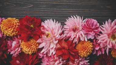 Kırsal ahşap üzerinde güzel renkli yıldız çiçekleri, metin için yeri olan düz bir yer. Mevsimlik tebrik kartı şablonu. Sonbahar çiçekleri koyu ahşap arka planda sınırdır. Kırsalda sonbahar