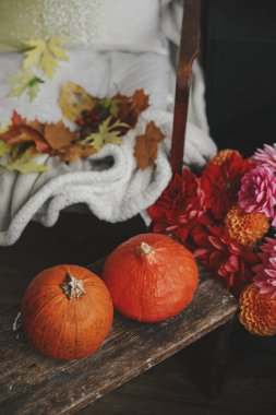 Ahşap bankta güzel balkabakları, metal kovada renkli yıldız çiçeği buketleri ve odasındaki rahat kırsal koltukta yapraklar. Kırsal kesimde sonbahar mevsimi, kırsal kesimde yavaş yaşam. Özgün ev anı