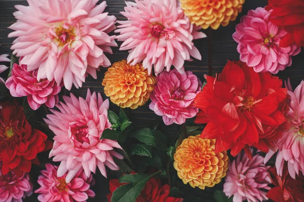 Colorful Red Pink Orange Dahlias Flowers Composition Rustic Wood Flat — Stock Photo, Image