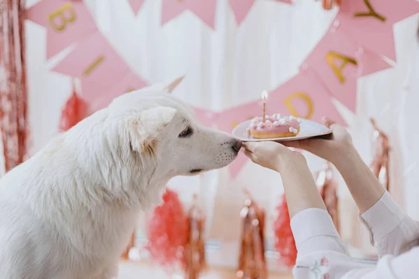 Cão Feliz Bonito Olhando Para Donut Aniversário Com Vela Fundo — Fotografia de Stock
