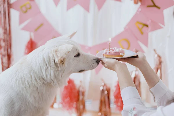 Mignon Chien Heureux Regardant Beignet Anniversaire Avec Bougie Sur Fond — Photo