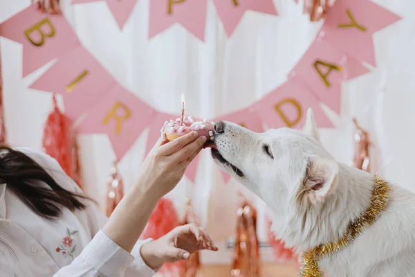 Donut Anniversaire Mignon Chien Mordant Avec Bougie Sur Fond Guirlande — Photo