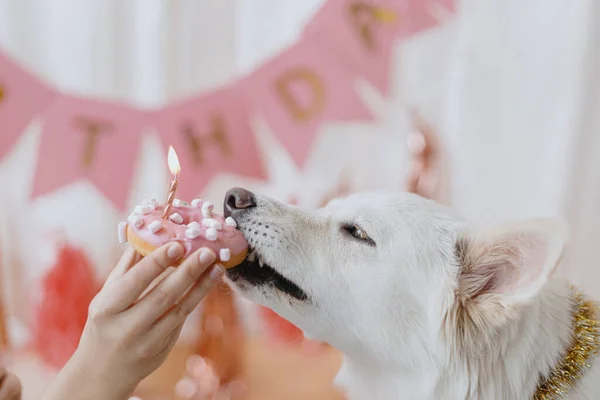 Cão Bonito Mordendo Donut Aniversário Com Vela Fundo Guirlanda Rosa — Fotografia de Stock