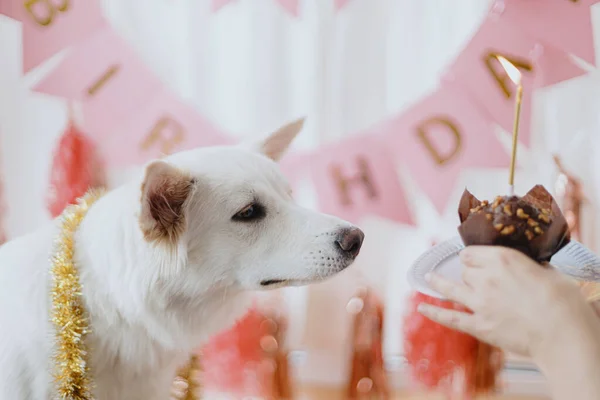 Festa Aniversário Cães Cão Bonito Olhando Para Cupcake Aniversário Com — Fotografia de Stock