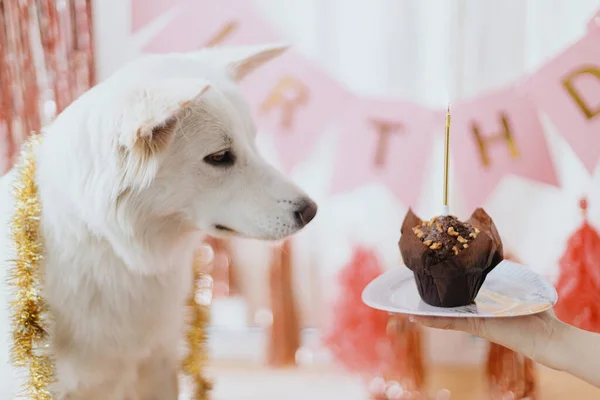 Cão Feliz Bonito Olhando Para Cupcake Aniversário Com Vela Fundo — Fotografia de Stock