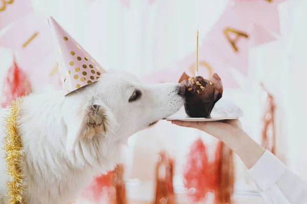 Cão Bonito Chapéu Festa Rosa Com Cupcake Aniversário Com Vela — Fotografia de Stock