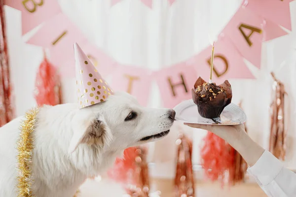 Koiran Synttärit Söpö Koira Vaaleanpunainen Puolue Hattu Syntymäpäivä Cupcake Kynttilä — kuvapankkivalokuva