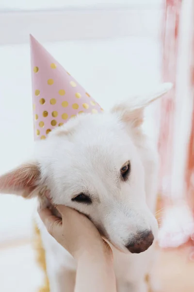 Hand Streichelt Niedlichen Hund Rosa Party Hut Auf Dem Hintergrund — Stockfoto