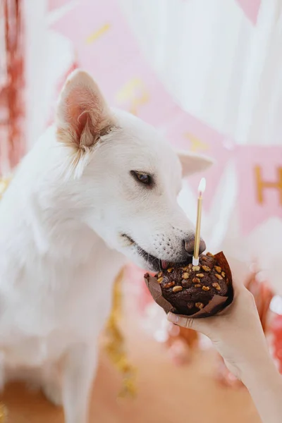 Festa Aniversário Cães Cão Bonito Degustação Gostoso Aniversário Cupcake Com — Fotografia de Stock