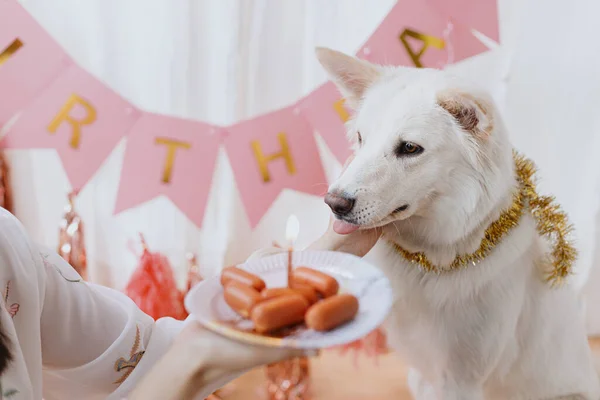 Cão Bonito Olhando Para Bolo Aniversário Salsichas Com Vela Fundo — Fotografia de Stock