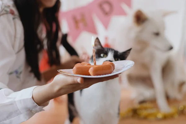 Festa Aniversário Animais Cão Bonito Gato Comemorando Aniversário Com Bolo — Fotografia de Stock