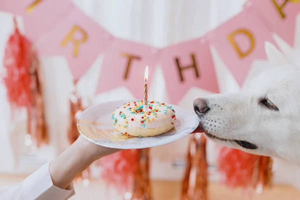 Festa Aniversário Cães Bonito Cão Degustação Gostoso Donut Aniversário Com — Fotografia de Stock