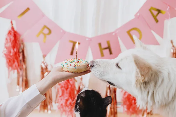 Cute Cat Dog Looking Birthday Donut Candle Hand Background Pink — Stock Photo, Image