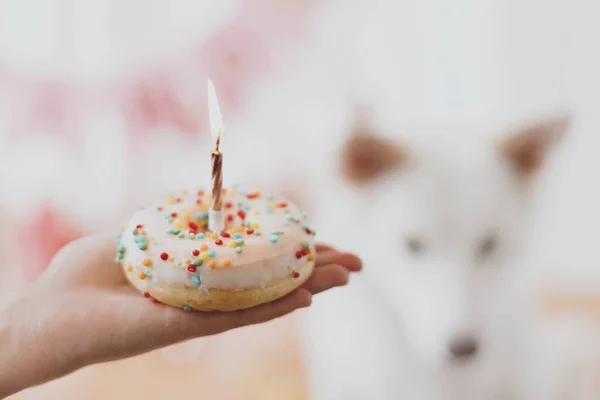 Dog Birthday Party Hand Holding Birthday Donut Candle Background Cute — Stock Photo, Image