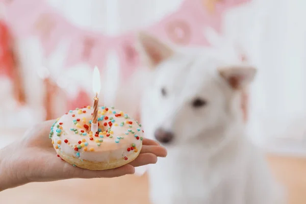 Festa Aniversário Cães Donut Mão Segurando Aniversário Com Vela Fundo — Fotografia de Stock