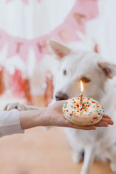 Festa Aniversário Cães Donut Mão Segurando Aniversário Com Vela Fundo — Fotografia de Stock
