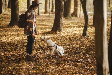 Şapkalı şık bir kadın güneşli sonbahar ormanlarında şirin köpekleri eğitiyor. Genç bayan gezgin İsviçreli çoban köpeğiyle ormanda yürüyüş yapıyor. Evcil hayvanla öğrenme