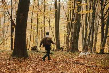 Güneşli sonbahar ormanlarında sevimli bir köpekle yürüyen şık bir hippi. Genç erkek gezgin, İsviçre çoban köpeği beyaz köpekle ormanda yürüyüş yapıyor. Hayvanla seyahat et.