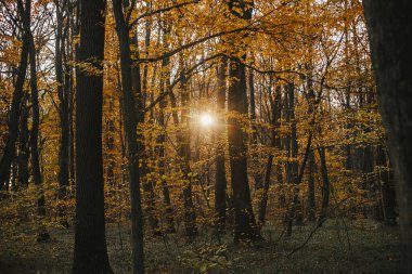 Gün batımında güzel bir sonbahar ormanı. Sonbahar arkaplanı. Güneşli sonbahar ormanlarında sarı yapraklı güzel sonbahar ağaçları. Sonbahar dağlarında seyahat ve yürüyüş