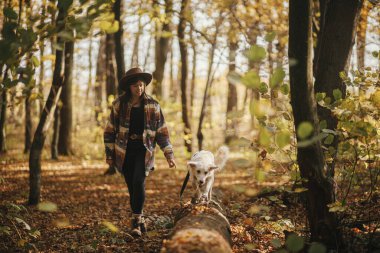 Şapkalı şık bir kadın güneşli bir sonbahar ormanında yaşlı kütüğün üzerinde yürüyen sevimli bir köpeği eğitiyor. Genç bayan gezgin güzel ormanda İsviçreli çoban köpeği beyaz köpekle yürüyor. Evcil hayvanla seyahat et ve öğren.