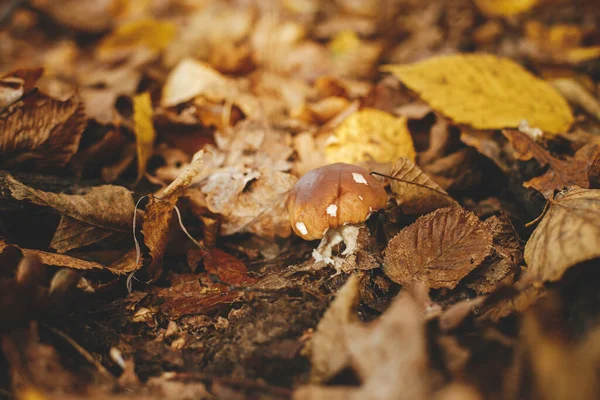 秋に茶色のキャップを持つ美しいキノコのボレトスは 日当たりの良い秋の森の中に残します ボレトス エデュリス 秋の森で育つ食用ポルチーニキノコ おいしい真菌 スペースのコピー — ストック写真