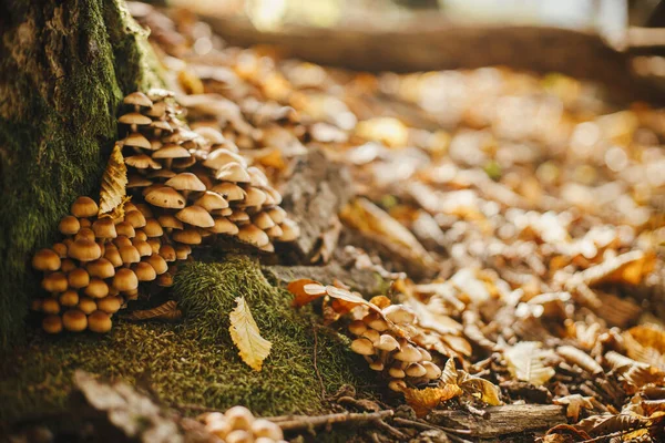 Muitos Cogumelos Que Crescem Velha Árvore Musgo Florestas Outono Ensolaradas — Fotografia de Stock