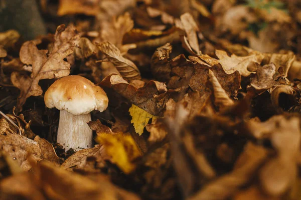 Boleto Cogumelos Bonito Com Gorro Marrom Folhas Outono Florestas Outono — Fotografia de Stock