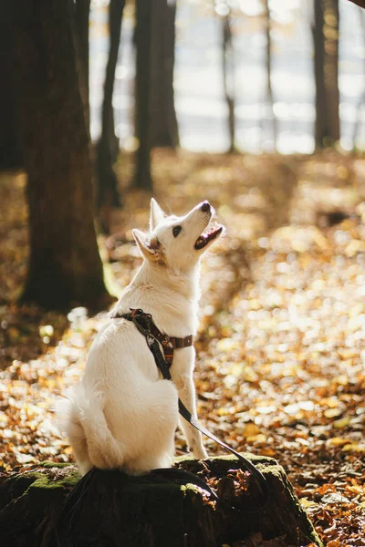 Cane Carino Seduto Vecchio Ceppo Soleggiato Boschi Autunnali Adorabile Pastore — Foto Stock