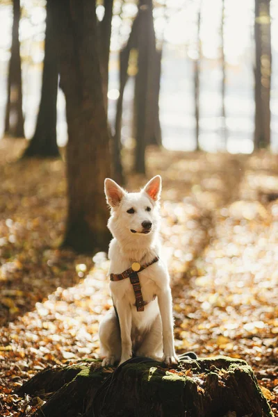 Χαριτωμένο Σκυλί Κάθεται Στο Παλιό Κούτσουρο Ηλιόλουστο Δάσος Φθινόπωρο Αξιολάτρευτο — Φωτογραφία Αρχείου