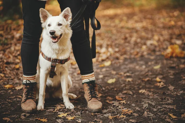 Netter Hund Sitzt Den Beinen Seines Besitzers Herbstlichen Wald Unterwegs — Stockfoto