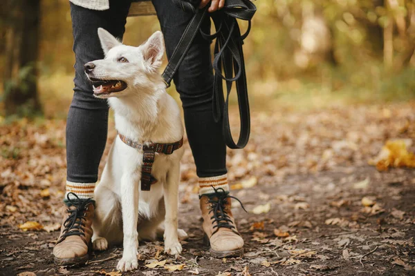 Mignon Chien Assis Aux Pieds Propriétaire Dans Les Bois Automne — Photo