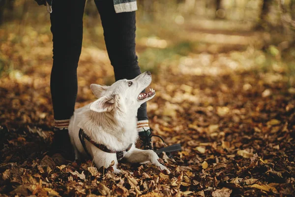 Leuke Hond Zit Aan Poten Van Eigenaar Het Herfstbos Reizen — Stockfoto