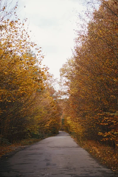 Осенняя Дорога Осенние Морозы Осенний Фон Деревенская Дорога Старым Асфальтом — стоковое фото