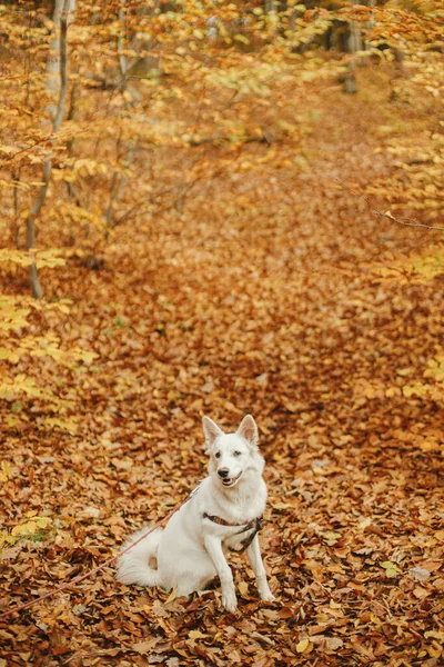 Χαριτωμένο Σκυλί Κάθεται Πολύχρωμα Φύλλα Του Φθινοπώρου Στο Δάσος Αξιολάτρευτο — Φωτογραφία Αρχείου