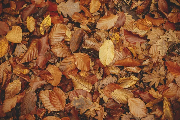 Outono Deixa Fundo Papel Parede Outonal Lindas Folhas Faia Amarela — Fotografia de Stock