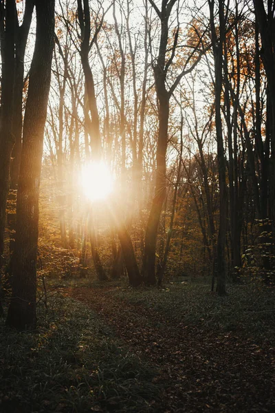 Güneşli Sonbahar Ormanlarında Gün Batımında Güzel Sonbahar Yolu Sonbahar Arkaplanı — Stok fotoğraf