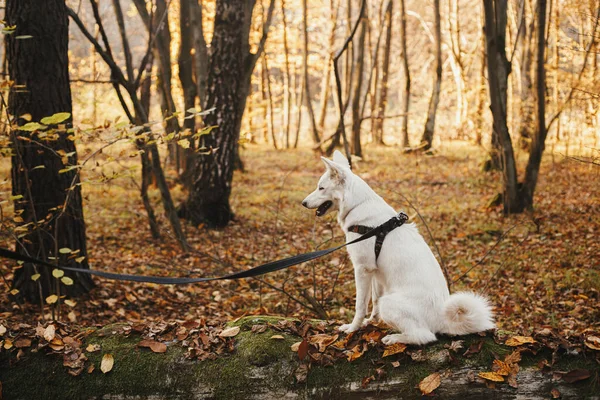 Cane Carino Seduto Vecchio Albero Caduto Nel Soleggiato Bosco Autunnale — Foto Stock