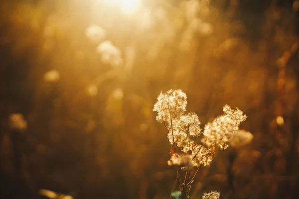 Прекрасна Осінь Дика Трава Вечірньому Сонячному Світлі Крупним Планом Автономний — стокове фото