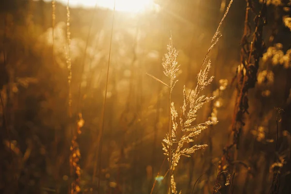 Akşam Güneşinde Güzel Sonbahar Yabani Otları Yakın Çekim Sonbahar Arkaplanı — Stok fotoğraf