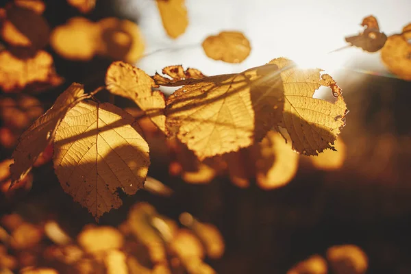 Schöne Herbstblätter Abendsonnenlicht Herbstlicher Hintergrund Schöne Herbstliche Äste Mit Gelben — Stockfoto