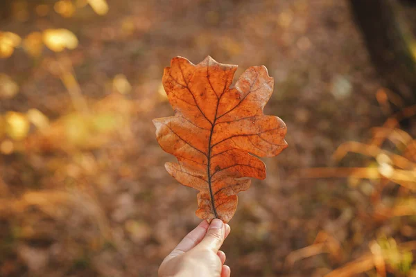 Schönes Herbstblatt Frauenhand Abendsonnenlicht Herbstlicher Hintergrund Frau Mit Schönen Eichenbraunen — Stockfoto